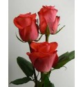 ΤΡΙΑΝΤΑΦΥΛΛΑ ΚΟΡΑΛΙ60εκ. ROSEN LADY RAPHAELA 60cm